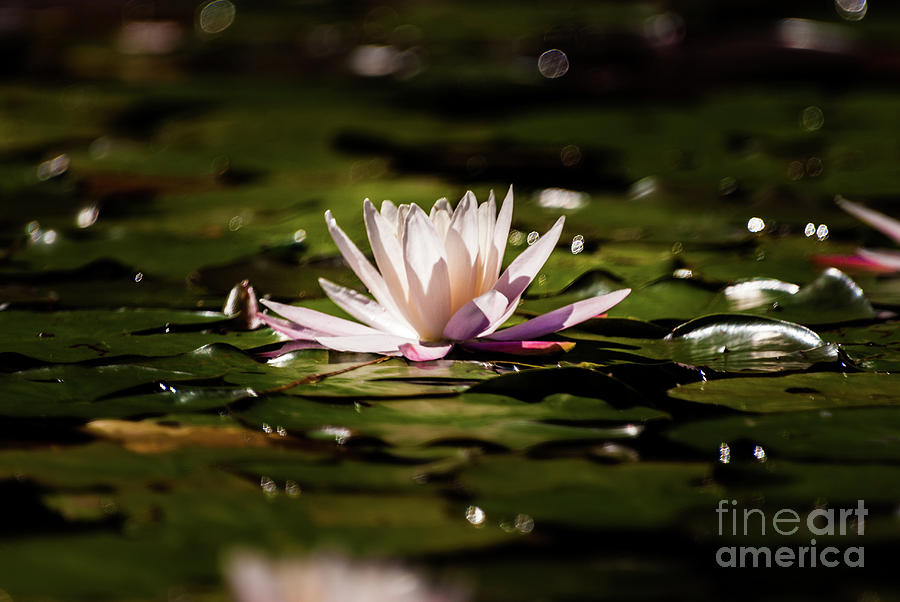 Water Lilly #4 Photograph by Kevin Gladwell
