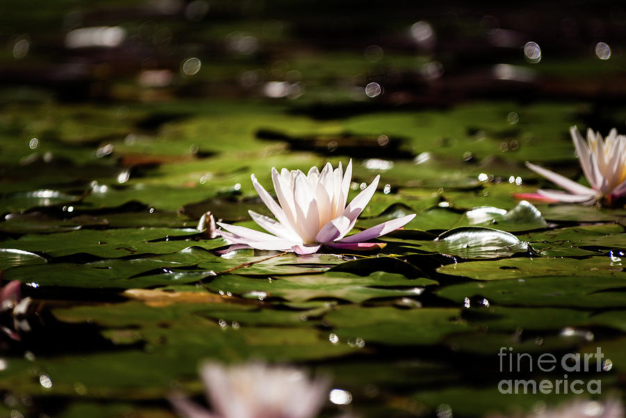 Water Lilly #5 Photograph by Kevin Gladwell