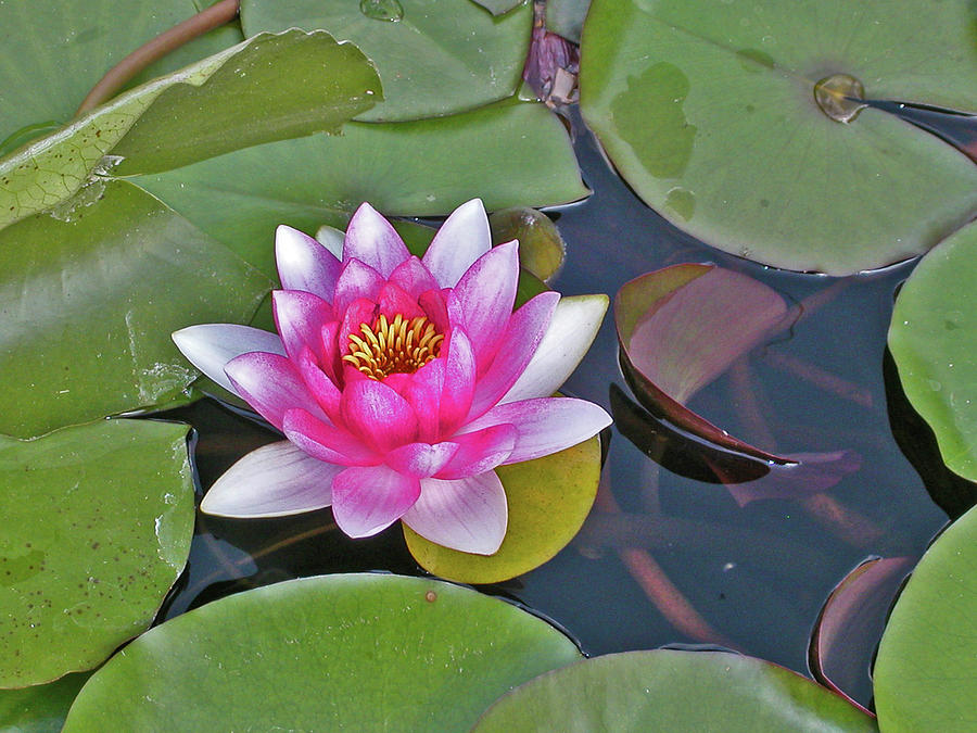 Water Lilly  and lilly pads Photograph by David Frederick
