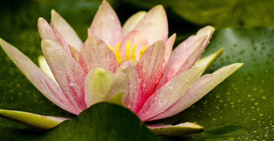 Water Lilly at Eye Level Photograph by Teresa Mucha