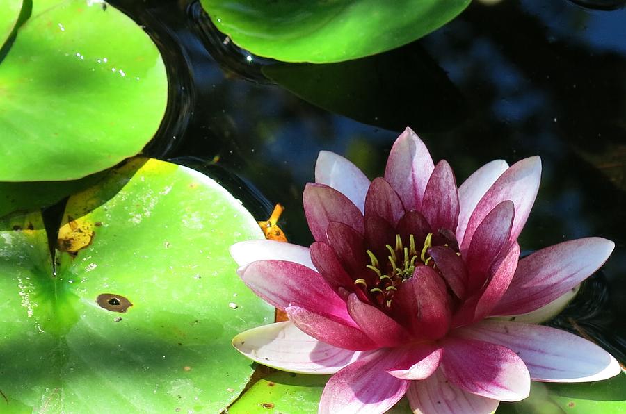 Water Lilly Photograph by Betty Buller Whitehead