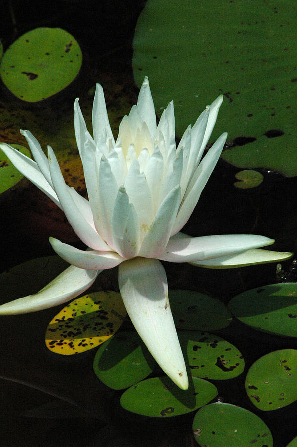 Water Lily Photograph by David Weeks
