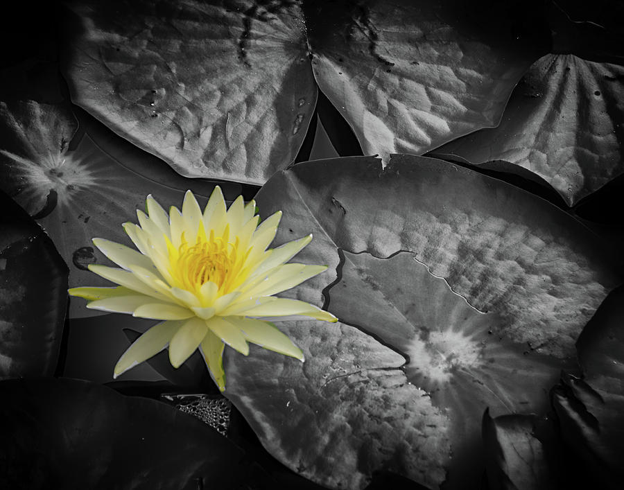 Water Lilly Photograph by Dennis Dugan