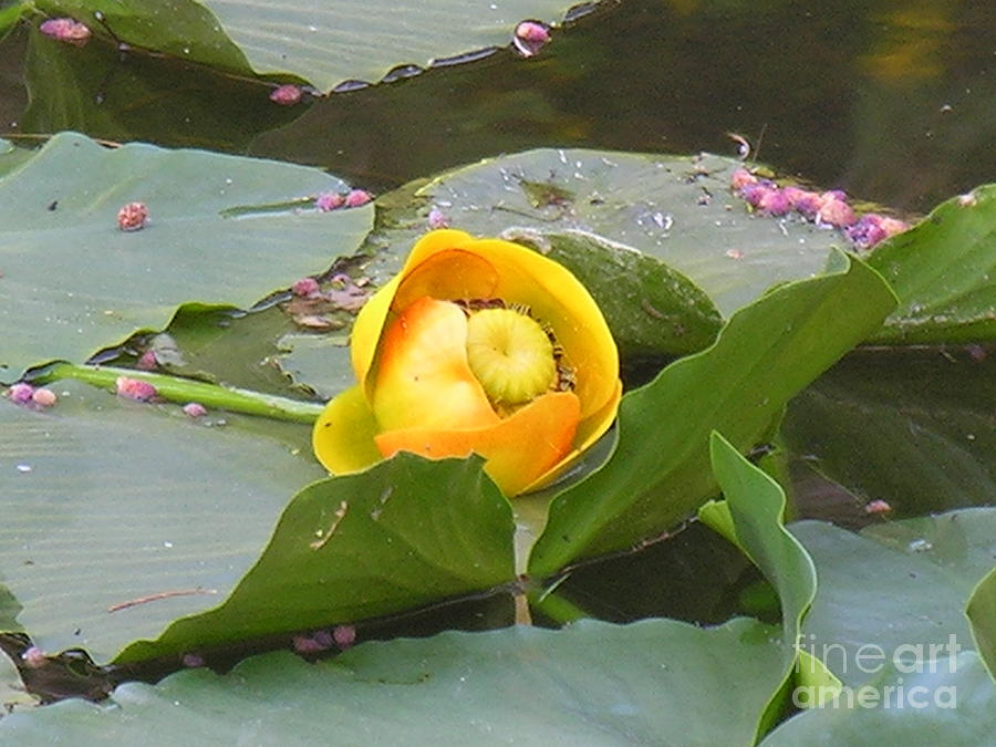 Water Lilly Photograph by Diane Lesser