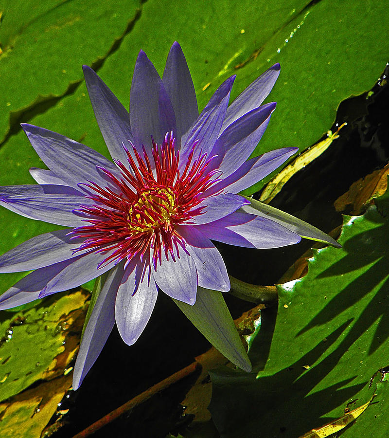 Water Lilly Photograph by Elizabeth Hoskinson