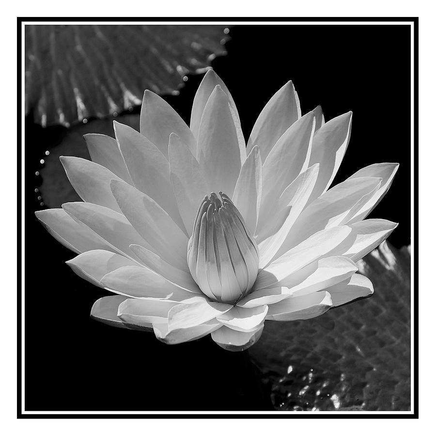 Water Lilly Photograph by William Haney | Fine Art America