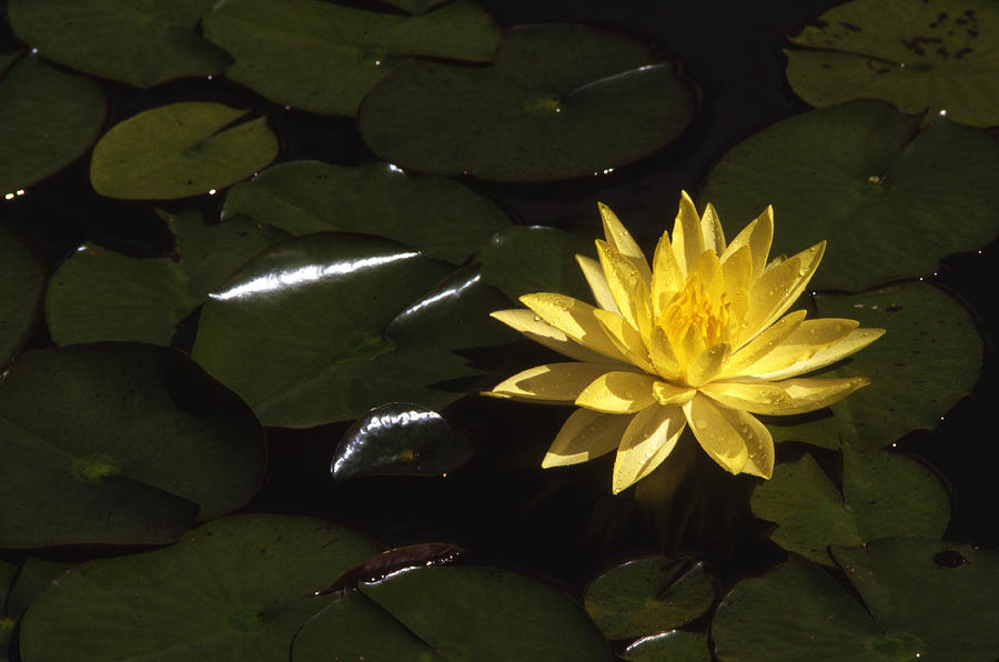 Water Lilly Photograph by Xavier Cardell