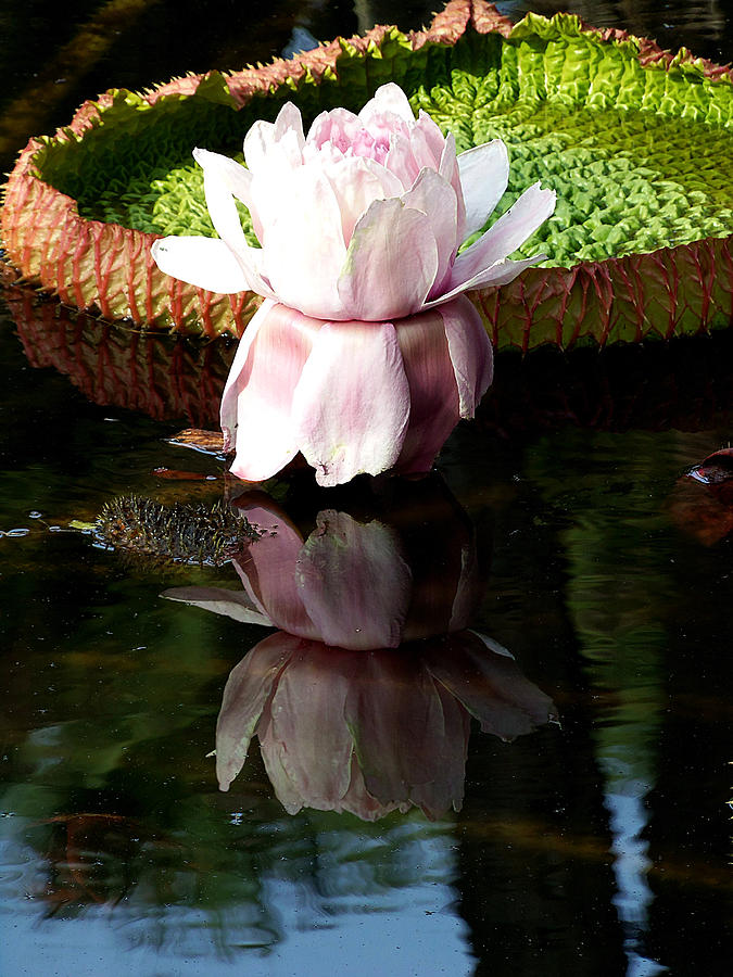 Water Lily 000 Photograph by Christopher Mercer