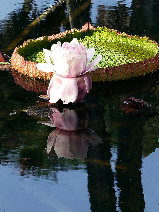 Water Lily 001 Photograph by Christopher Mercer