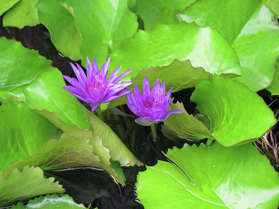 Water Lily 01 - Purple - Kauai, Hawaii Photograph by Pamela Critchlow