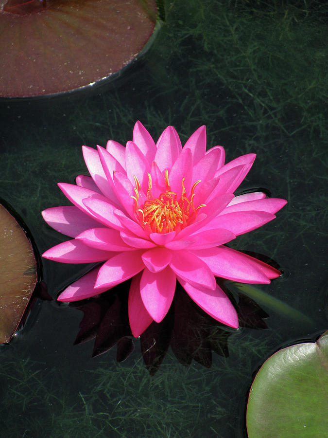 Water Lily 02 - Afternoon Delight Photograph by Pamela Critchlow