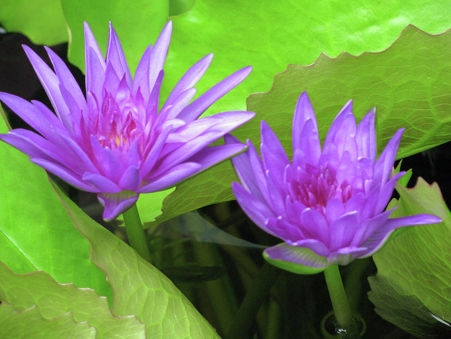 Water Lily 02 - Purple - Kauai, Hawaii Photograph by Pamela Critchlow