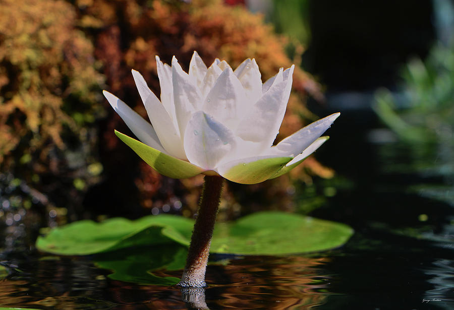 Water Lily 029 Photograph by George Bostian