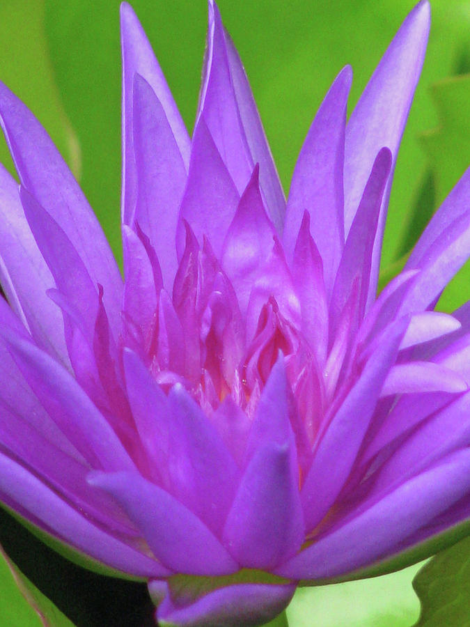 Water Lily 03 - Purple - Kauai, Hawaii Photograph by Pamela Critchlow