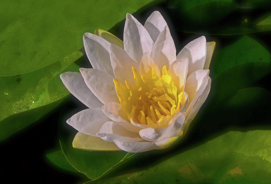 Water Lily 030 Photograph by George Bostian