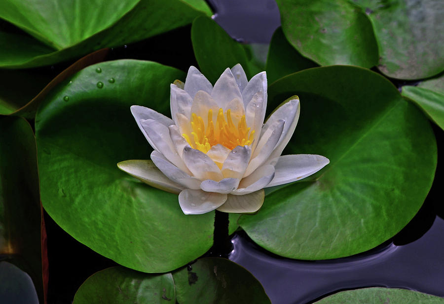 Water Lily 032 Photograph by George Bostian