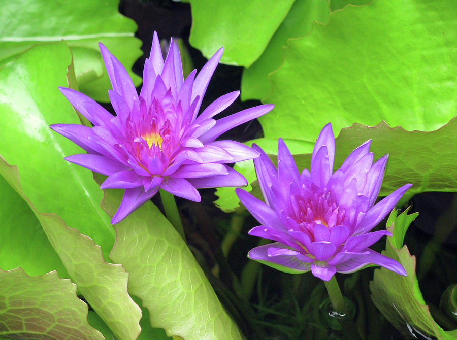 Water Lily 04 - Purple - Kauai, Hawaii Photograph by Pamela Critchlow