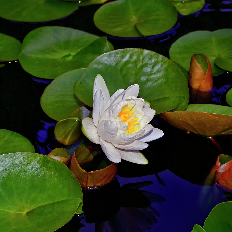 Water Lily 042 Photograph by George Bostian