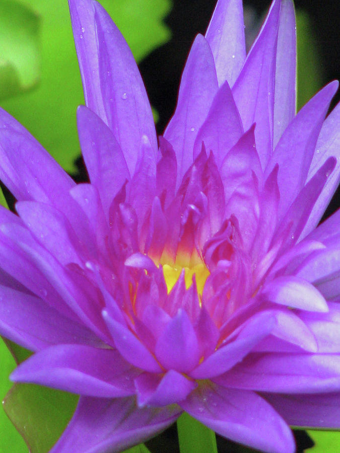 Water Lily 05 - Purple - Kauai, Hawaii Photograph by Pamela Critchlow