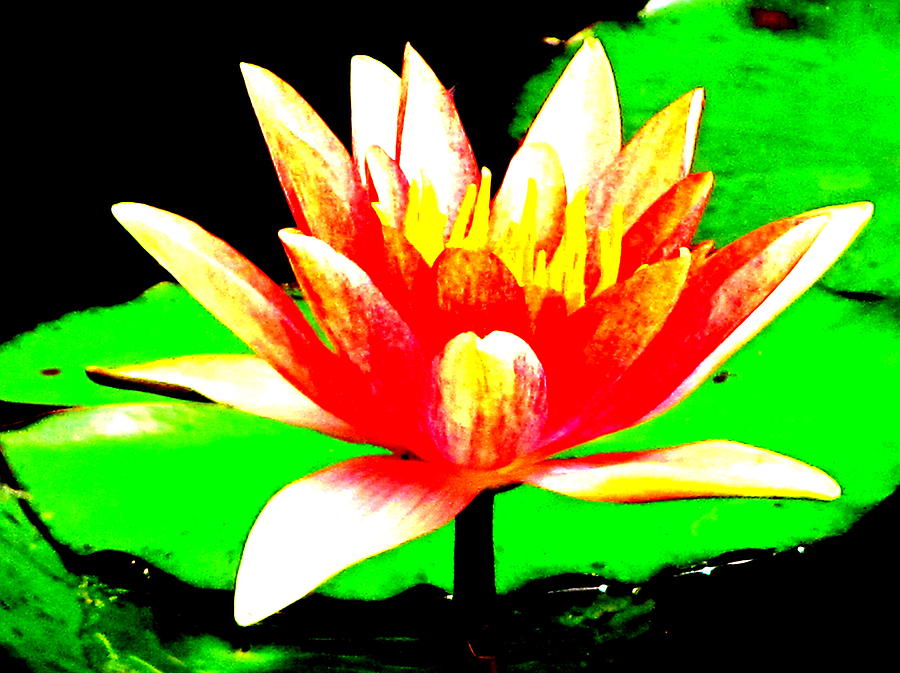 Water Lily 1 Photograph by Douglas Pike