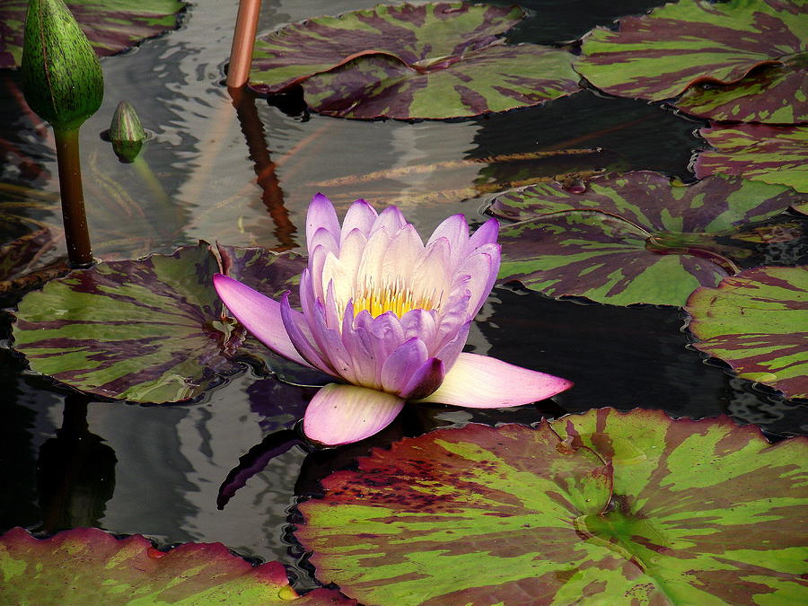 Water Lily 1 Photograph by John Olson