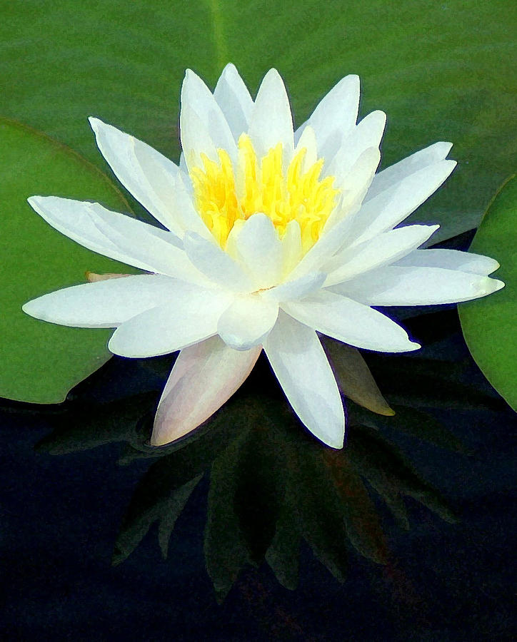 Lily Photograph - Water Lily 1 by Lisa Scott