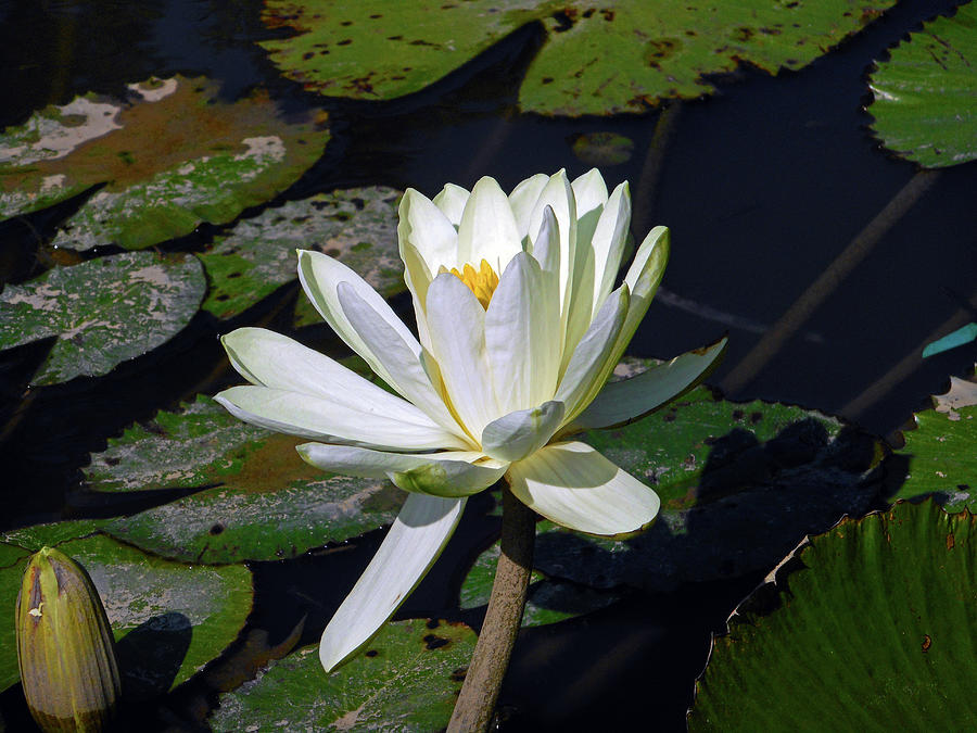 Water Lily 1 Photograph by Ron Kandt