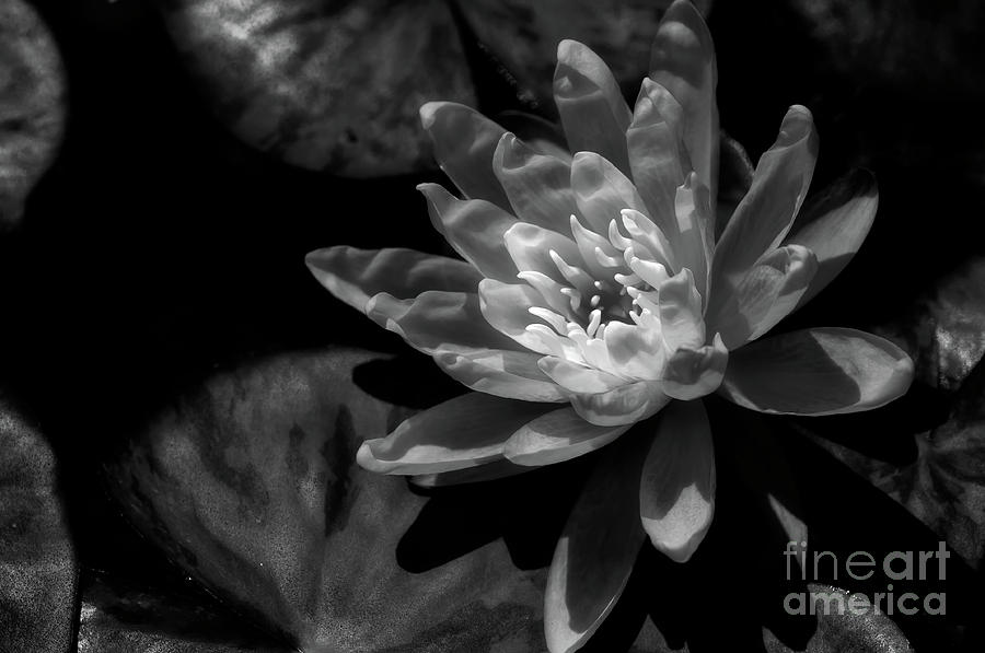 Water Lily 1 Photograph by Venetta Archer