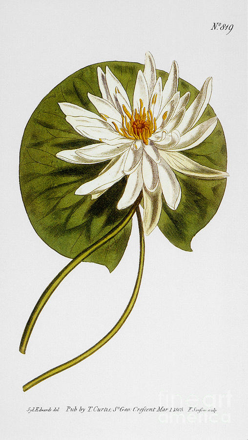 Water Lily, 1805 Photograph by Granger