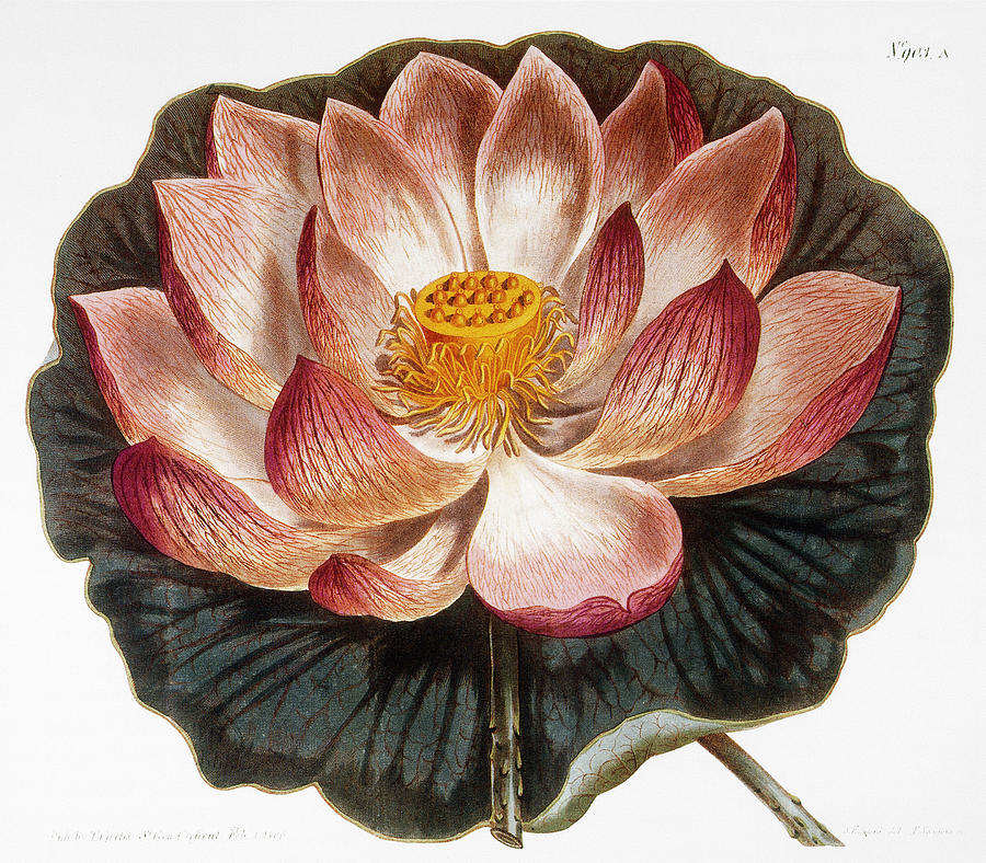 Water Lily, 1806 Photograph by Granger