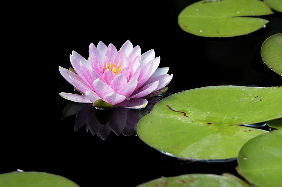 Nature Photograph - Water Lily 2 by Catherine Lau