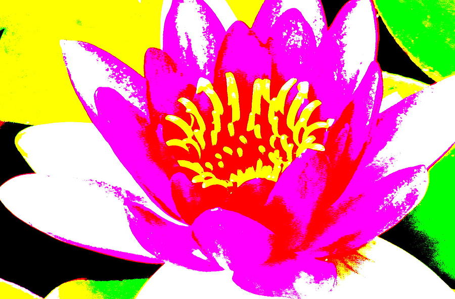 Water Lily  2 Photograph by Douglas Pike