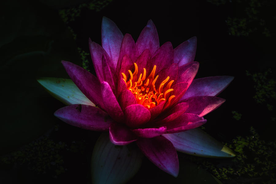 Water Lily 2 Photograph by Jay Stockhaus