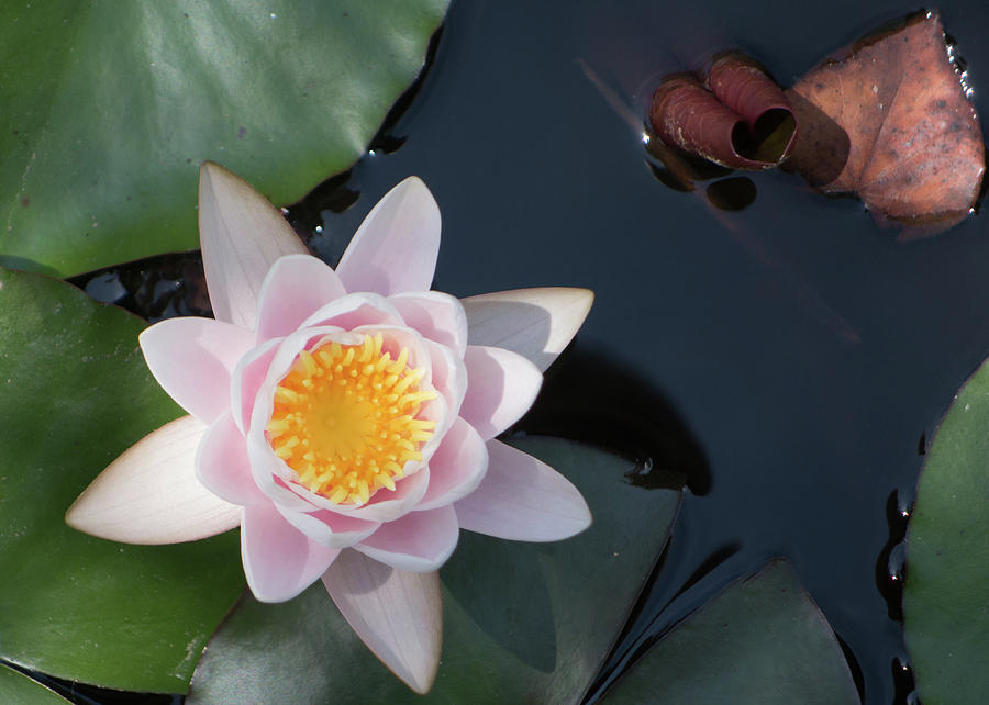 Water Lily 2 Photograph by Noa Mohlabane