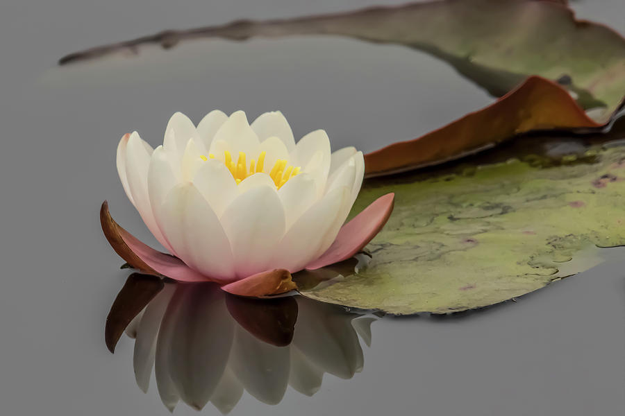 Lily Photograph - Water Lily 2 by Soroush Mostafanejad