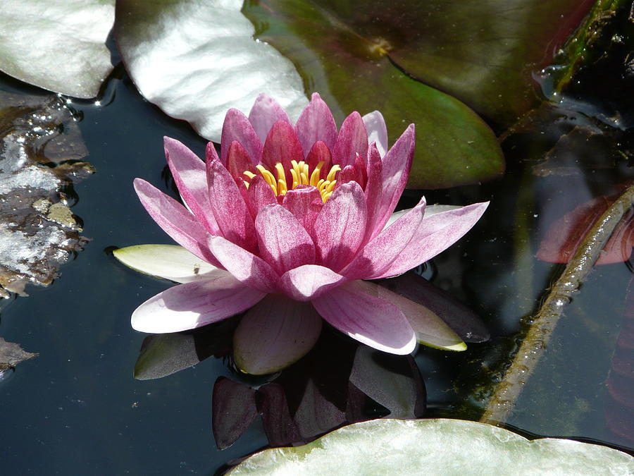 Water Lily 2 Photograph by Valerie Ornstein