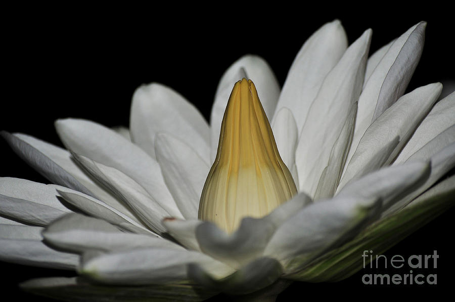 Flower Photograph - water lily 25 White Night Blooming Water Lily I by Terri Winkler