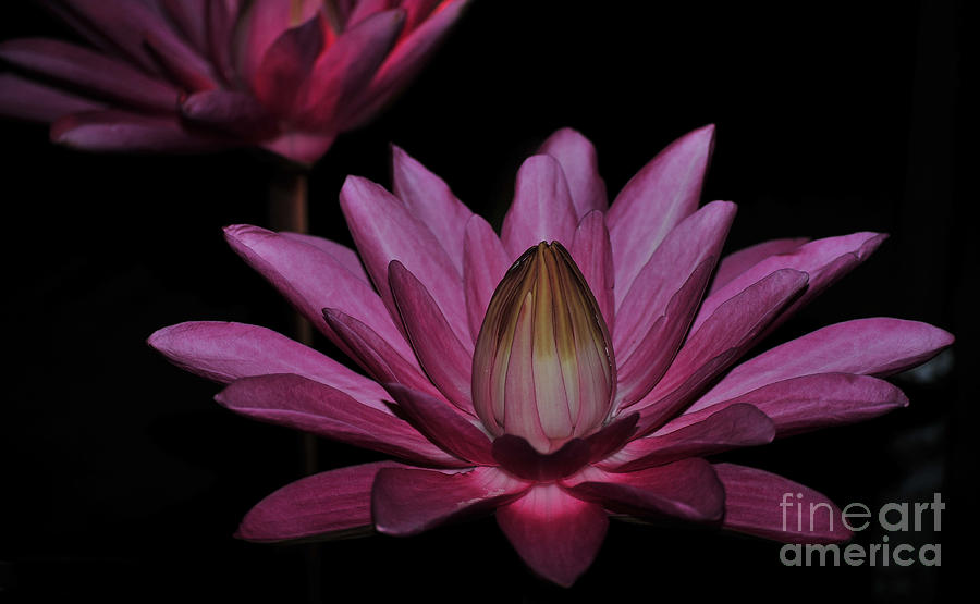 Flower Photograph - water lily 27 Dark Pink Night Blooming Water Lily by Terri Winkler