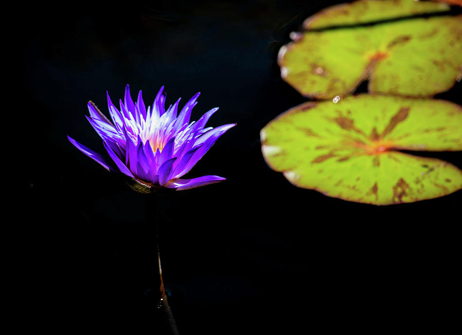 Water Lily - 2896a Photograph by Debra Kewley