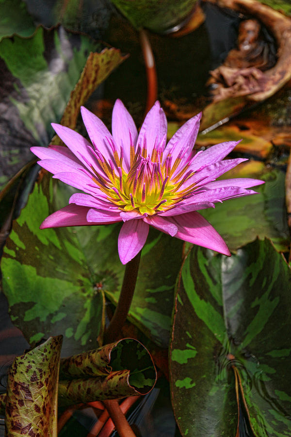Water Lily 29 Photograph by Allen Beatty