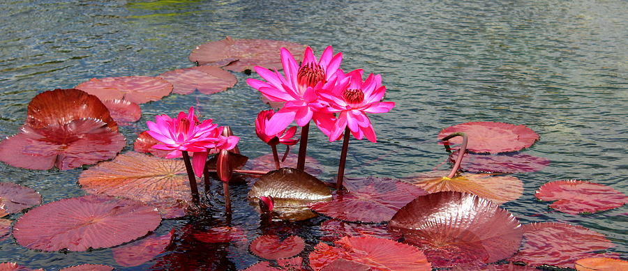 Water Lily 3 Photograph by John Olson