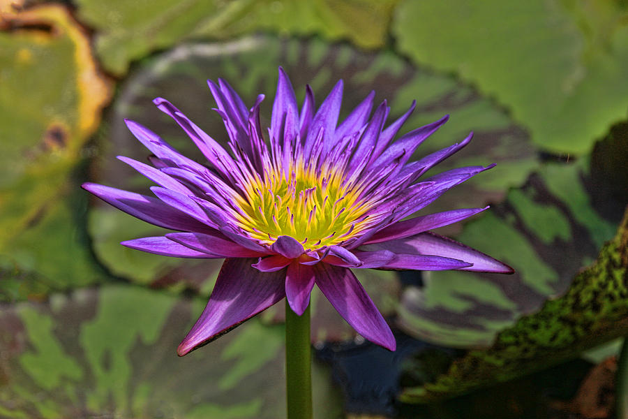 Water Lily 30 Photograph by Allen Beatty