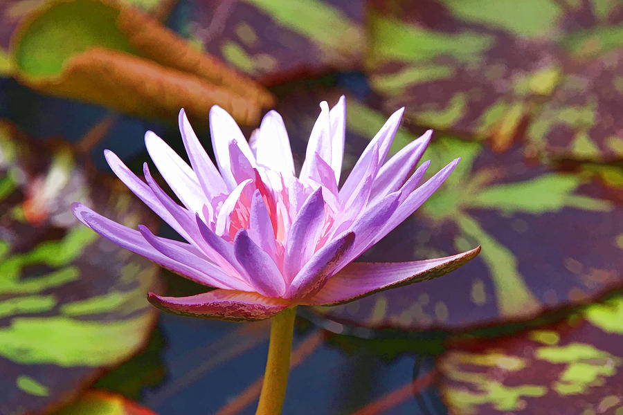 Water Lily 31 Photograph by Allen Beatty