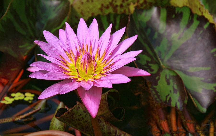 Water Lily 32 Photograph by Allen Beatty