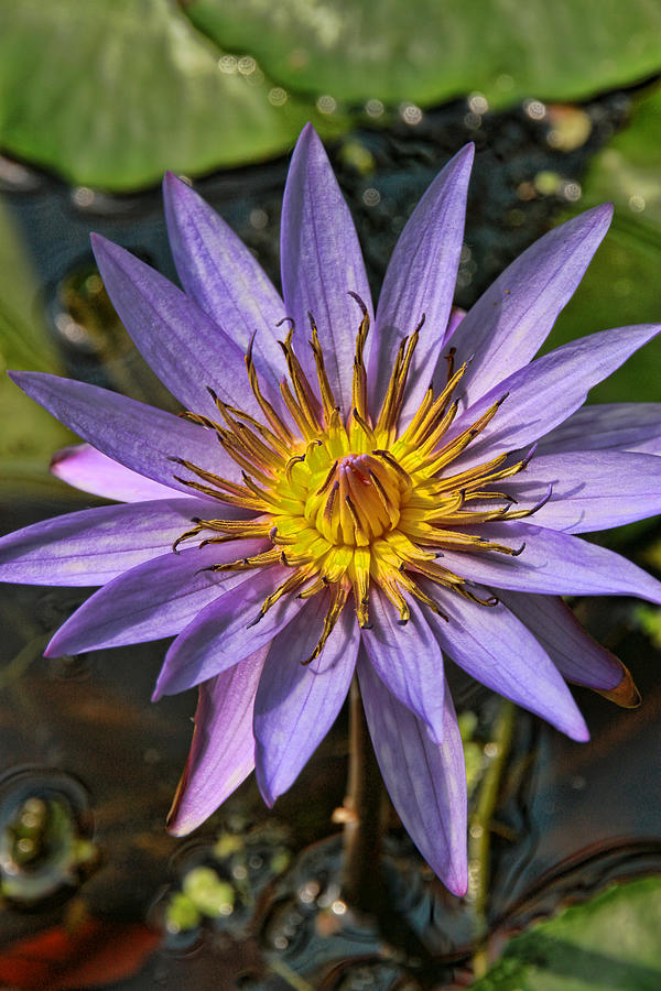 Water Lily 33 Photograph by Allen Beatty