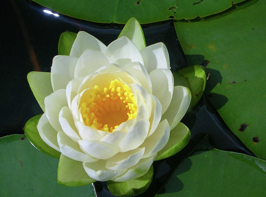 Water Lily 3437 Photograph by Guy Whiteley