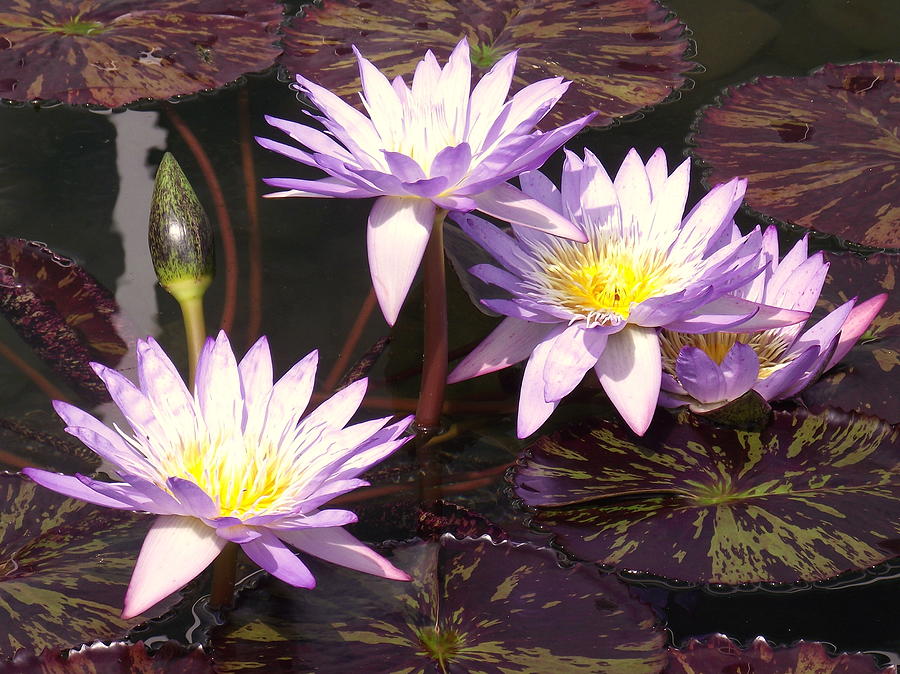 Water Lily 4 by John Olson Water Lily 4 by John Olson
