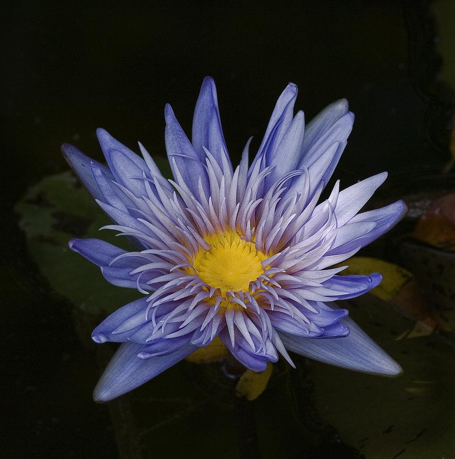 Water Lily 4 Photograph