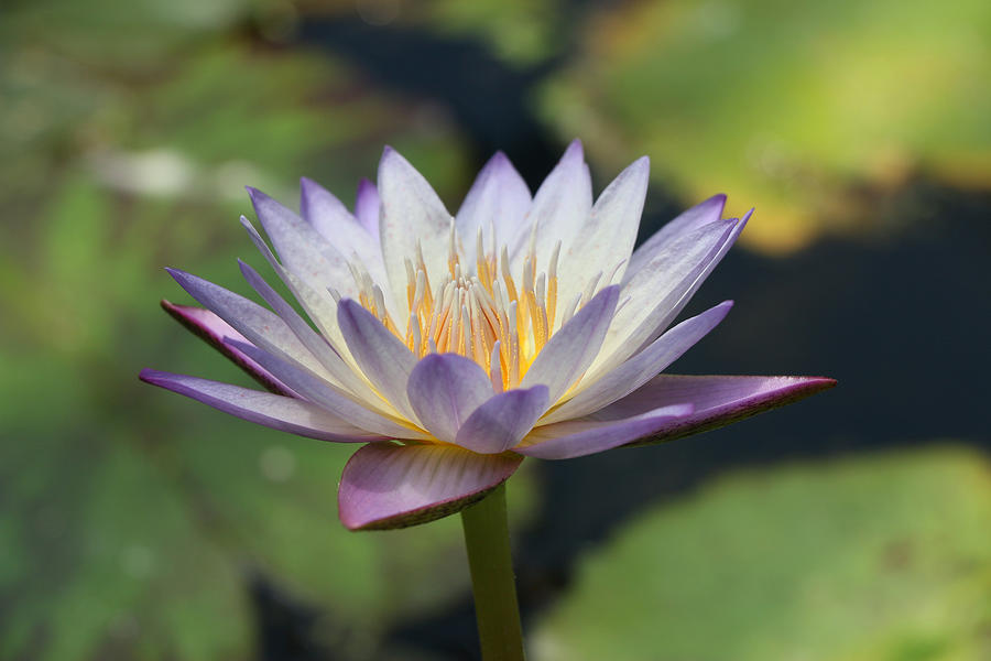 Water Lily 40 Photograph by Allen Beatty | Fine Art America