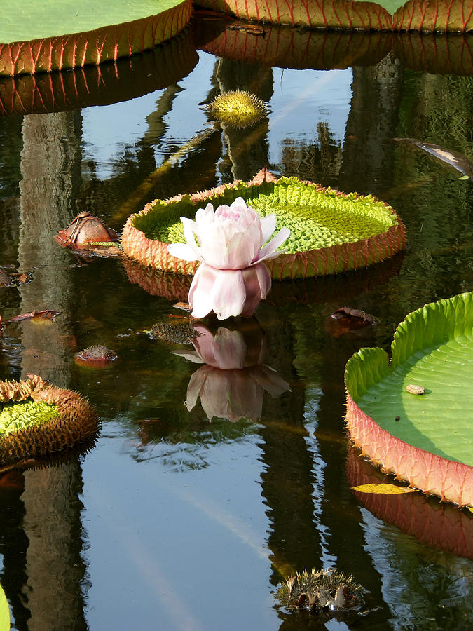 Water Lily A Photograph by Christopher Mercer